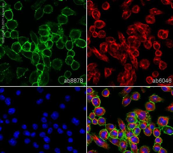 Anti-CD11b抗体[M1/70]