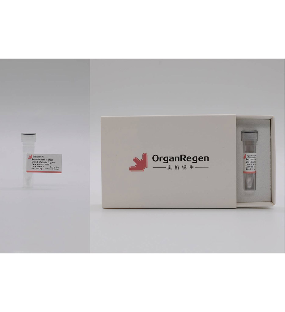 Recombinant Human  Wnt/β-Catenin Ligand