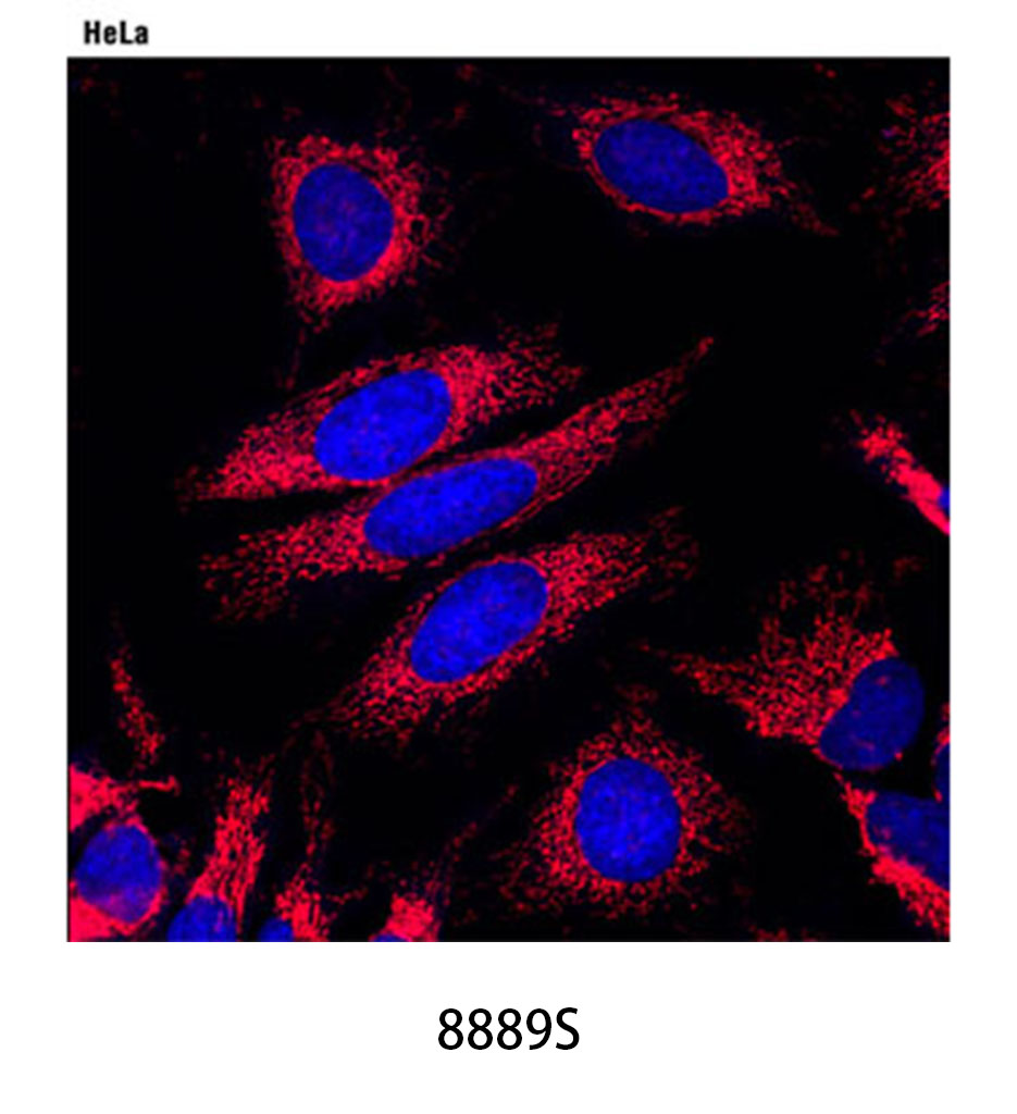 Anti-rabbit IgG (H+L) F(ab')&lt;sub&gt;2&lt;/sub&gt; Fragment (Alexa Fluor 594 Conjugate)