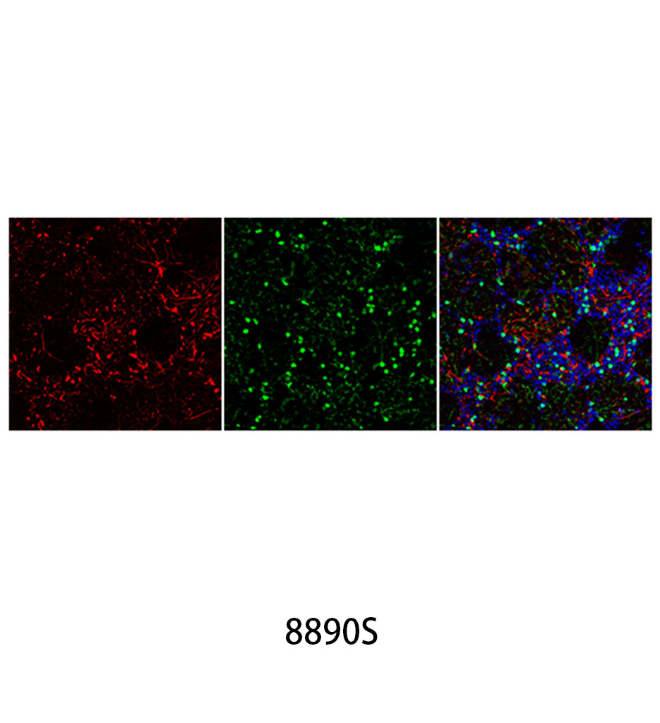 Anti-mouse IgG (H+L) F(ab')&lt;sub&gt;2&lt;/sub&gt; Fragment (Alexa Fluor 594 Conjugate)