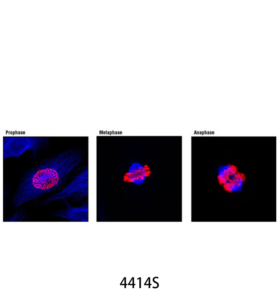 Anti-rabbit IgG (H+L) F(ab')&lt;sub&gt;2&lt;/sub&gt; Fragment (Alexa Fluor 647 Conjugate)