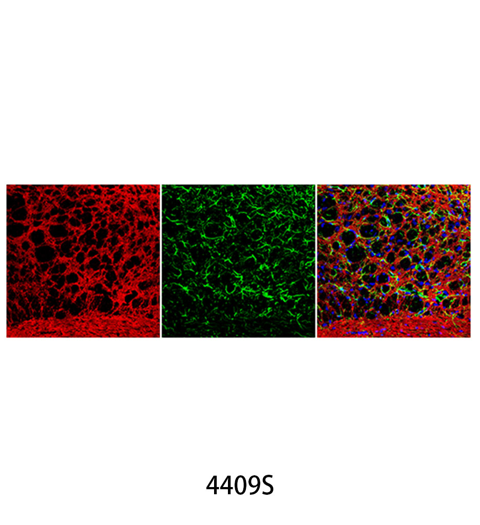 Anti-mouse IgG (H+L) F(ab')&lt;sub&gt;2&lt;/sub&gt; Fragment (Alexa Fluor 555 Conjugate)