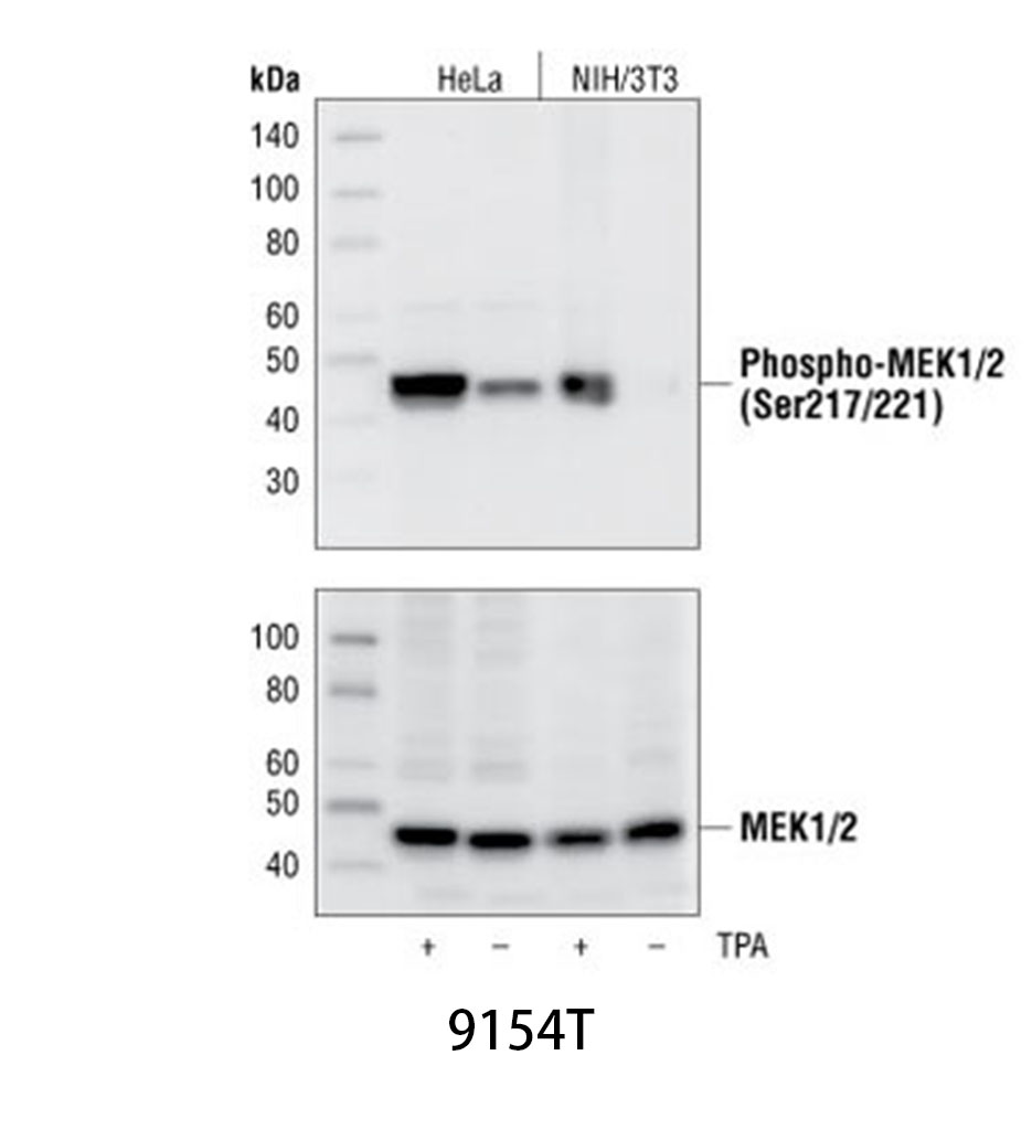 Phospho-MEK1/2 (Ser217/221) (41G9) Rabbit mAb