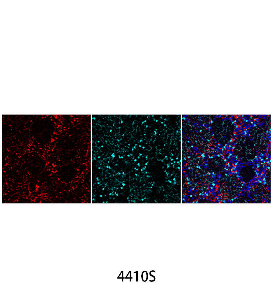 Anti-mouse IgG (H+L) F(ab')&lt;sub&gt;2&lt;/sub&gt; Fragment (Alexa Fluor 647 Conjugate)