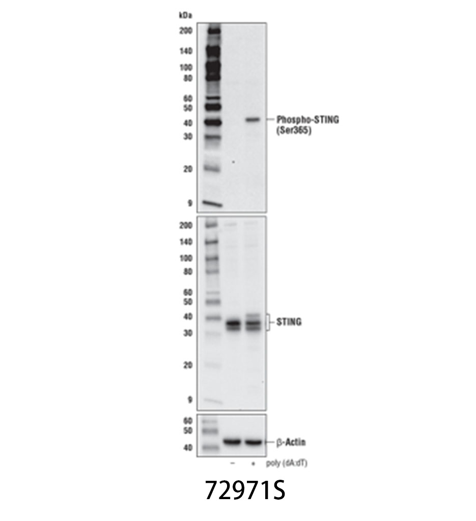 Phospho-STING (Ser365) (D8F4W) Rabbit mAb