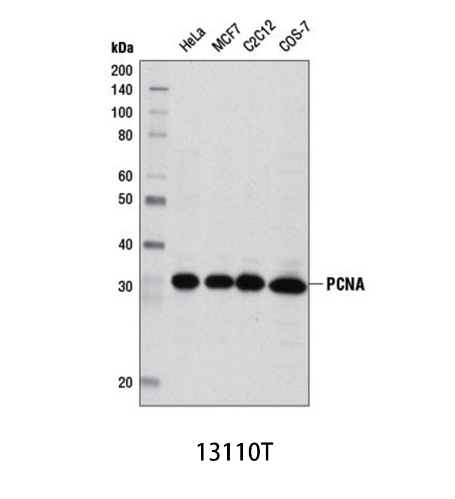 PCNA (D3H8P) XP Rabbit mAb