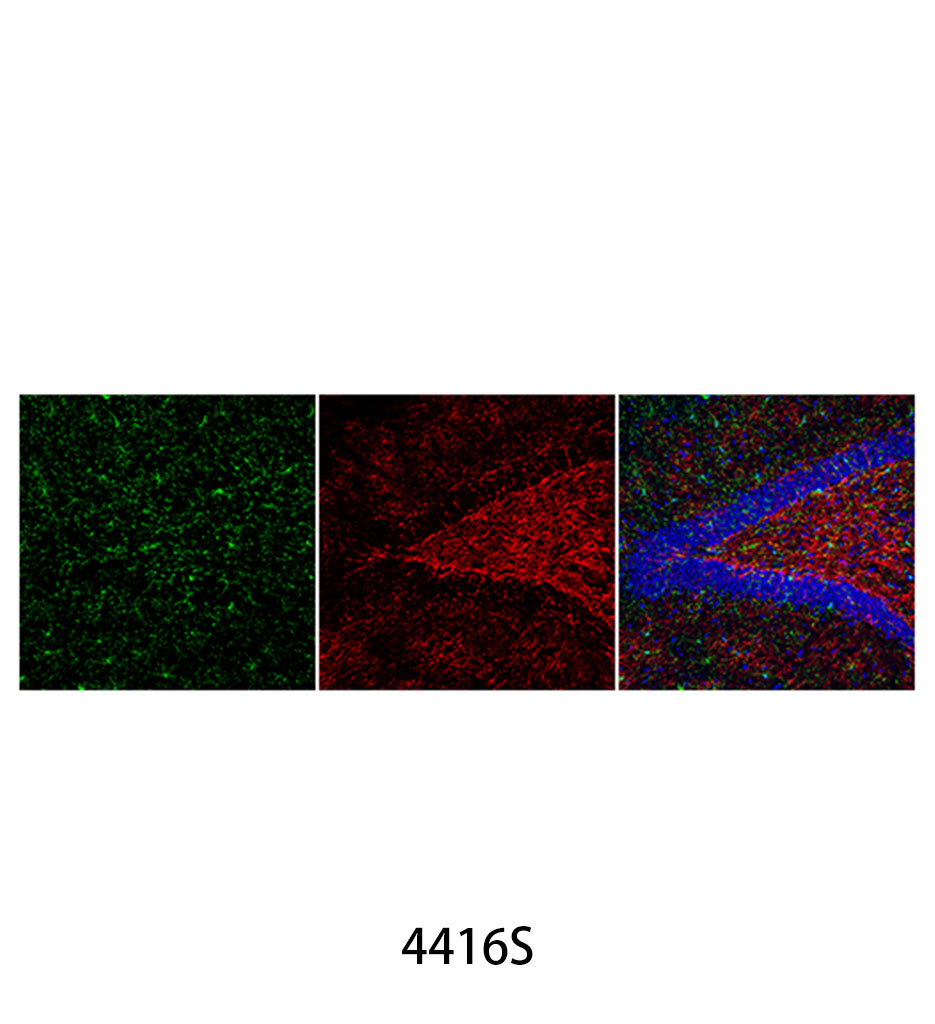 Anti-rat IgG (H+L) (Alexa Fluor 488 Conjugate)