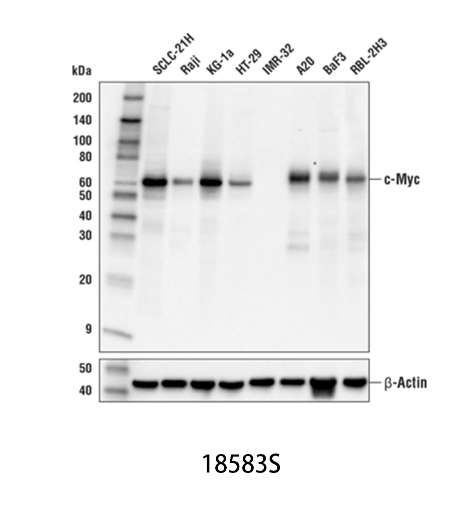 c-Myc (E5Q6W) Rabbit mAb