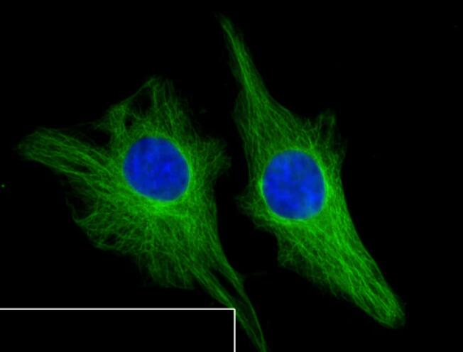 驴抗大鼠IgG H&amp;L (Alexa Fluor 488)预吸附二抗