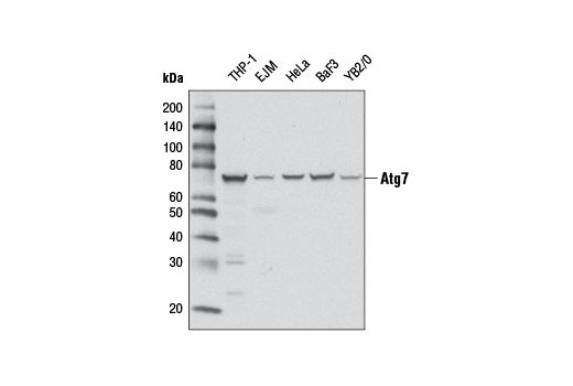 Atg7 (D12B11) Rabbit mAb