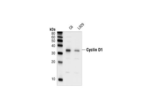 Cyclin D1 Antibody
