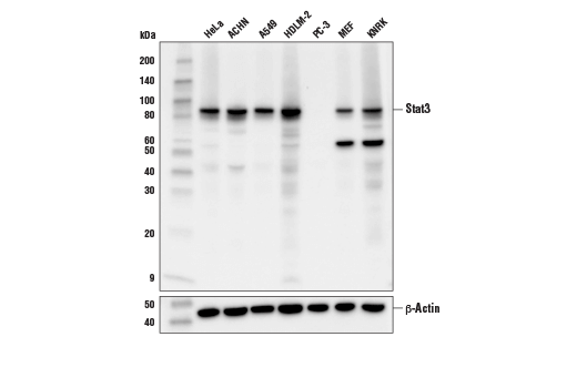 Stat3 (D1B2J) Rabbit mAb
