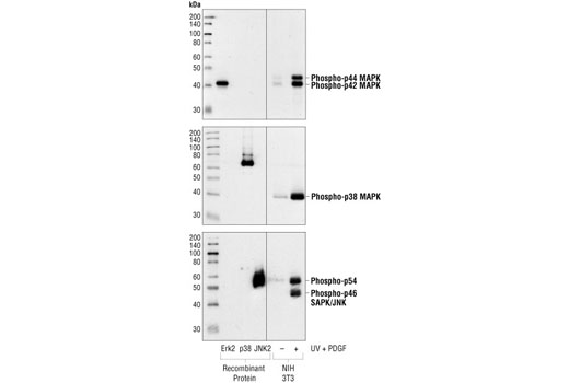 Phospho-p44/42 MAPK (Erk1/2) (Thr202/Tyr204) (197G2) Rabbit mAb