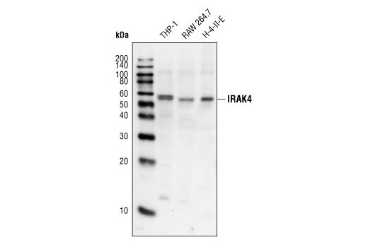 IRAK4 Antibody