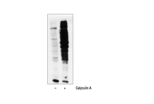 Phospho-(Ser/Thr) PKA Substrate Antibody