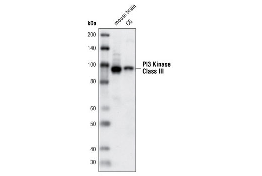 PI3 Kinase Class III (D9A5) Rabbit mAb