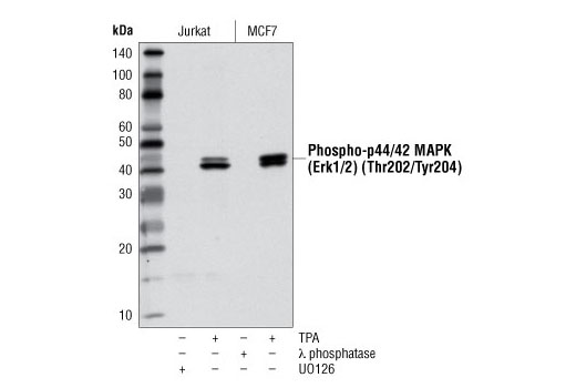 Phospho-p44/42 MAPK (Erk1/2) (Thr202/Tyr204) (D13.14.4E) XP Rabbit mAb (HRP Conjugate)