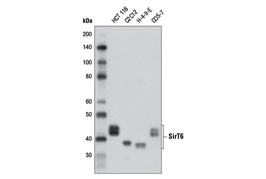 Sirtuin Antibody Sampler Kit