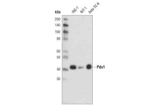 Pdx1 (D59H3) XP Rabbit mAb