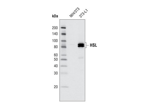 HSL Antibody