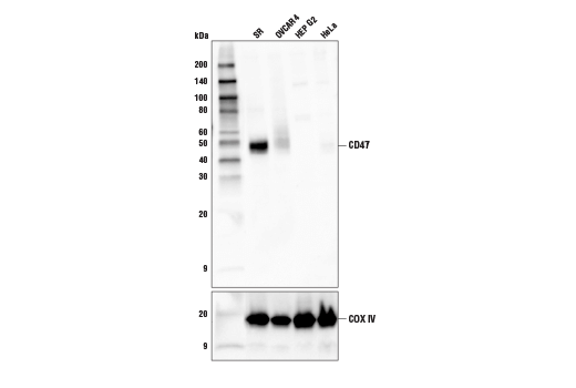 CD47 (D3O7P) Rabbit mAb
