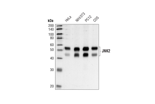 JNK2 (56G8) Rabbit mAb