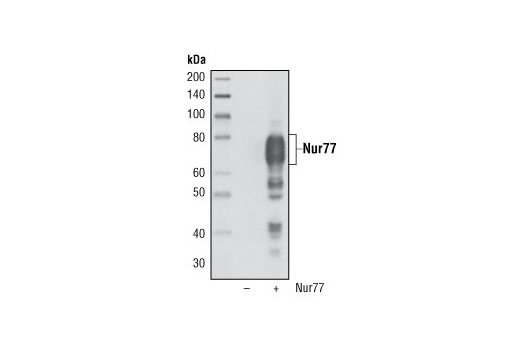 Nur77 (D63C5) XP Rabbit mAb