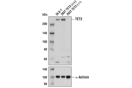 TET2 (D6B9Y) Rabbit mAb