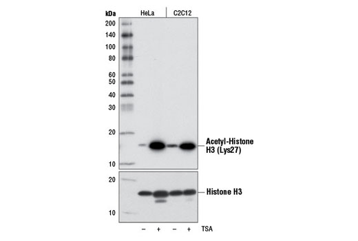Acetyl-Histone H3 (Lys27) (D5E4) XP Rabbit mAb