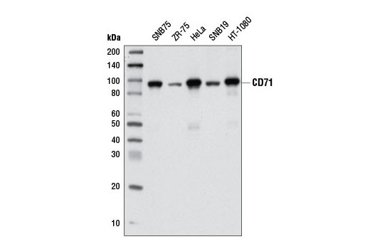 CD71 (D7G9X) XP Rabbit mAb