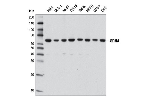 SDHA (D6J9M) XP Rabbit mAb