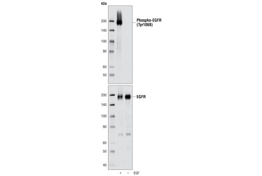 PhosphoPlus EGFR (Tyr1068) Antibody Duet