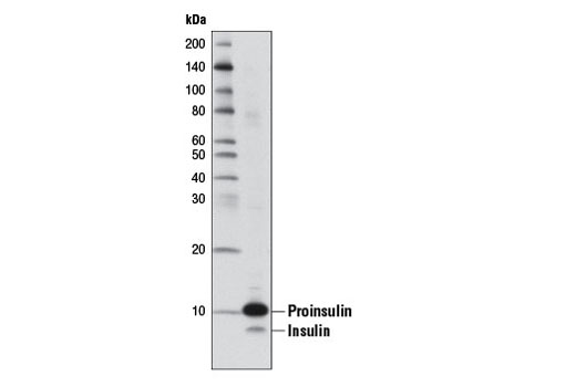 Insulin (L6B10) Mouse mAb