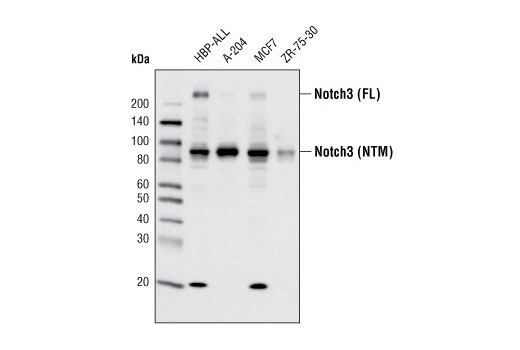 Notch3 (D11B8) Rabbit mAb