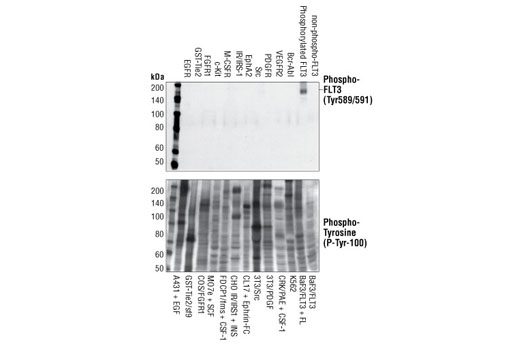 Phospho-FLT3 (Tyr589/591) (30D4) Rabbit mAb