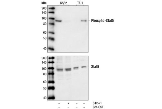 Phospho-Stat5 (Tyr694) (14H2) Mouse mAb