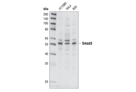 Smad3 Antibody