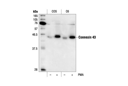Phospho-Connexin 43 (Ser368) Antibody