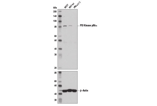 PI3 Kinase p85α (6G10) Mouse mAb