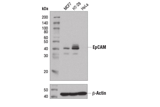 EpCAM (D9S3P) Rabbit mAb (IHC Preferred)