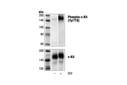 Phospho-c-Kit (Tyr719) Antibody