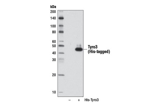 His-Tag (27E8) Mouse mAb (HRP Conjugate)