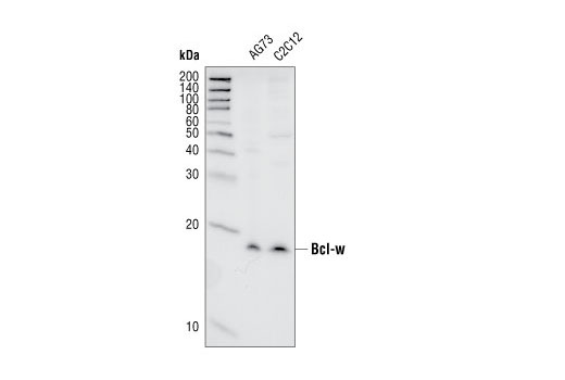 Bcl-w (31H4) Rabbit mAb