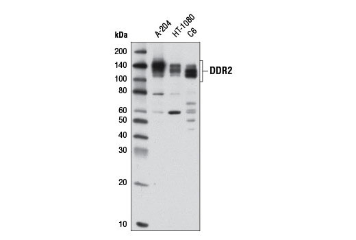 DDR2 Antibody
