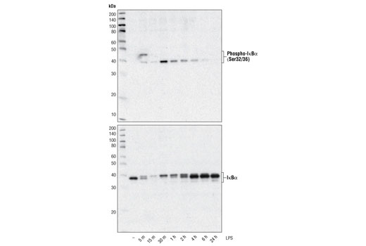 Phospho-IκBα (Ser32/36) (5A5) Mouse mAb