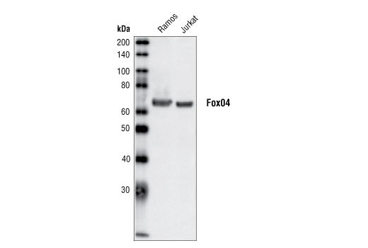FoxO4 Antibody
