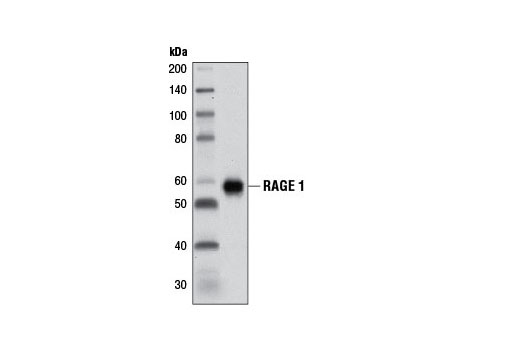 RAGE 1 (D1A12) Rabbit mAb