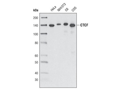 CTCF Antibody