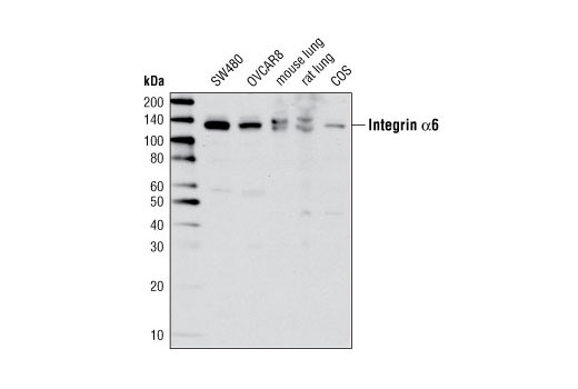 Integrin α6 Antibody
