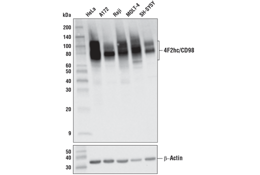 4F2hc/CD98 (D3F9D) XP Rabbit mAb